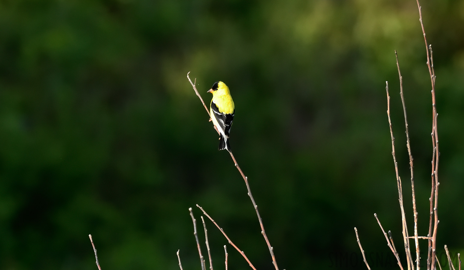 Spinus tristis [400 mm, 1/640 sec at f / 9.0, ISO 1600]